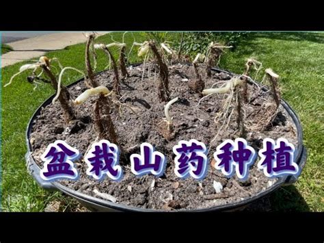 山藥盆栽|山藥在家的種植方法